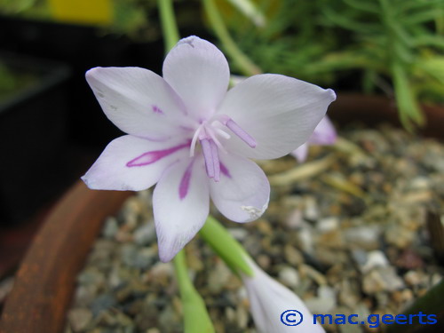 Gladiolus geardii